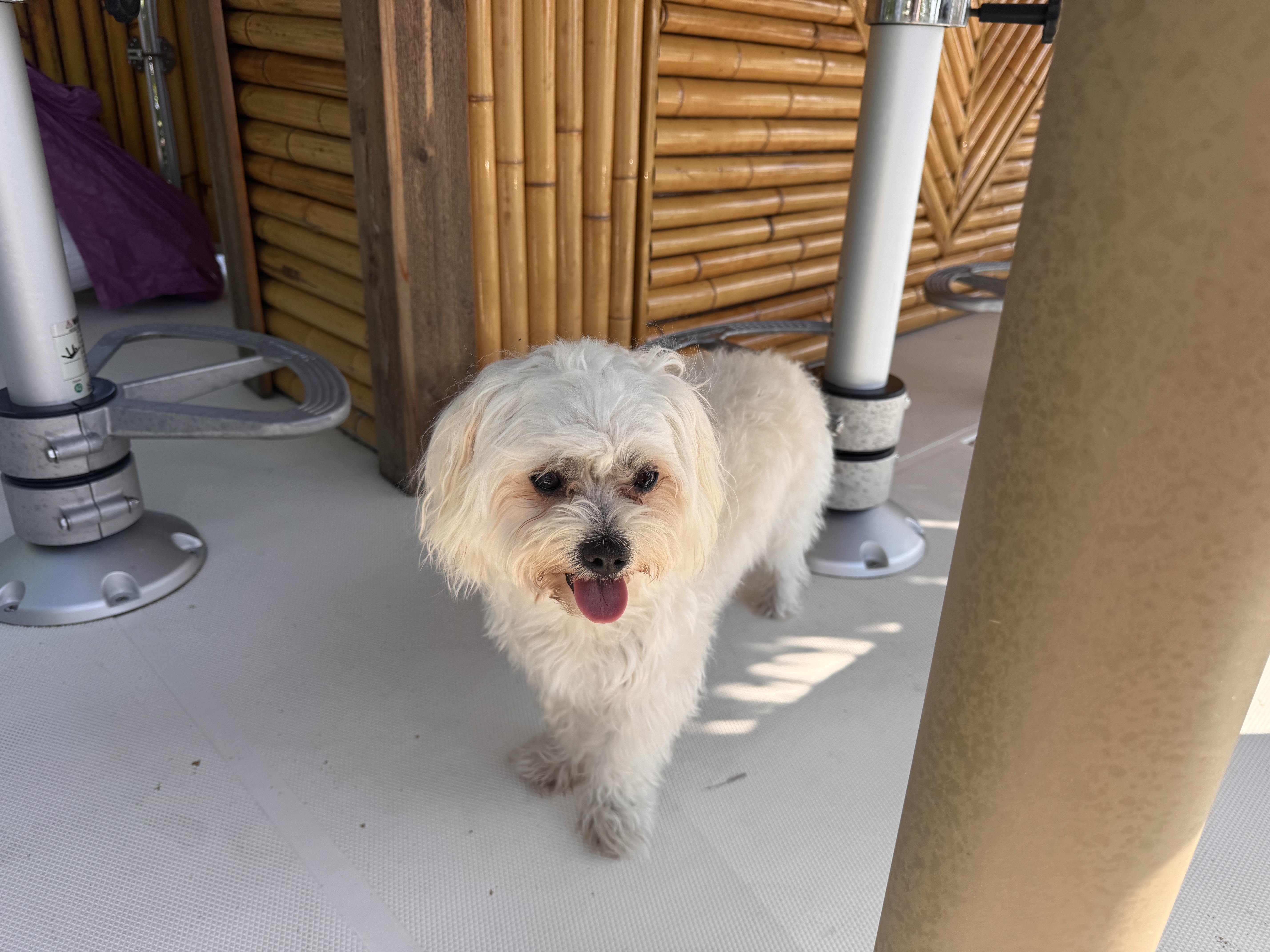 Pebbles the Maltese